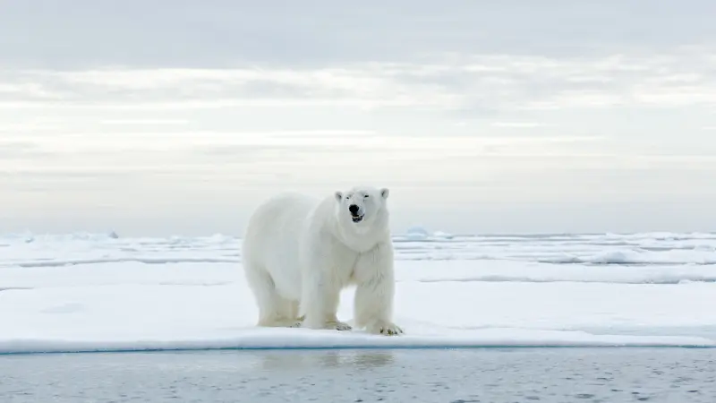 Two polar bears standing on ice floes in the Beaufort Sea.